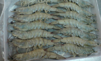 Shrimp